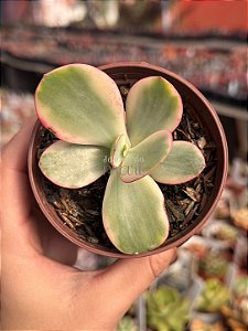 Echeveria Julia aurea variegata