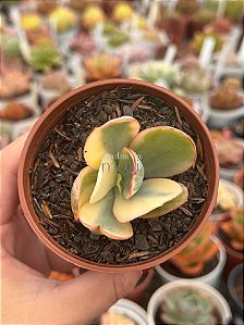 Echeveria Julia aurea variegata