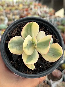 Echeveria Julia aurea variegata