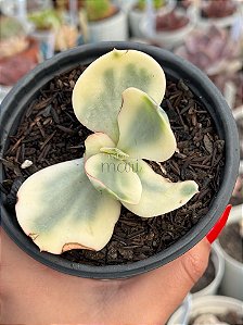 Echeveria Julia aurea variegata