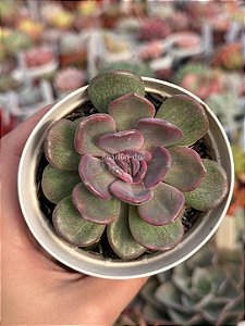 Echeveria dentra jam variegata