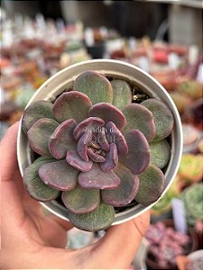 Echeveria dentra jam variegata