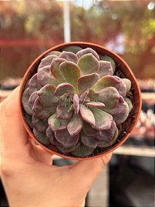 Echeveria dentra jam variegata