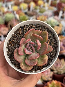 Echeveria dentra jam variegata (sem raiz)