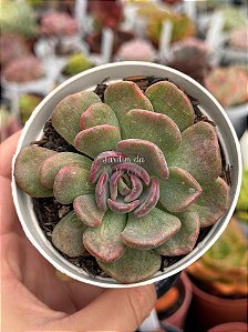 Echeveria dentra jam variegata