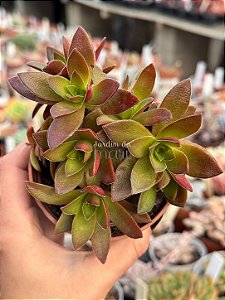 Crassula fusca