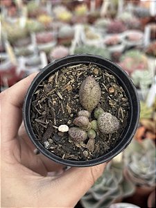 Adromischus marianiae ‘silver fountain’