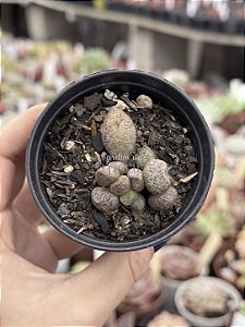 Adromischus marianiae ‘silver fountain’
