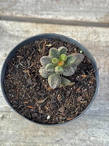 Adromischus marianiae ‘silver fountain’