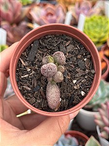 Adromischus marianiae ‘silver fountain’