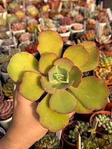 Echeveria beach waves ( sem raiz)
