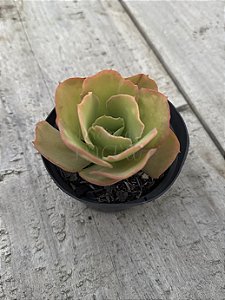 Echeveria beach wear