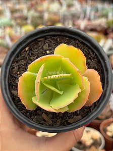 Echeveria beach wear