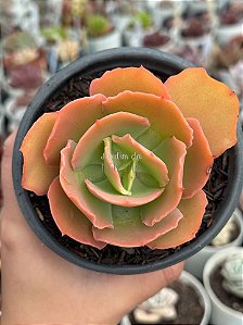 Echeveria beach wear