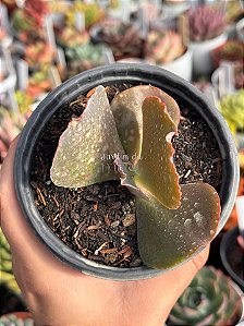 Echeveria gloaming (sem raiz)