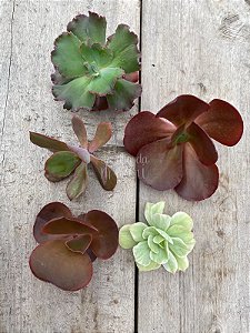 Echeveria combo gibiflora 3 ( sem raiz)