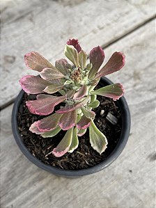 Euphorbia monadenium stapelioides variegata (poucas raízes)