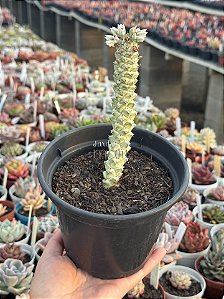 Euphorbia monadenium stapelioides variegata