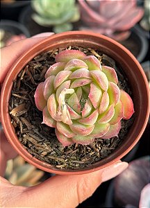 Echeveria labios rosados
