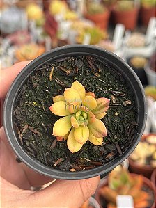 Echeveria mini belle áurea
