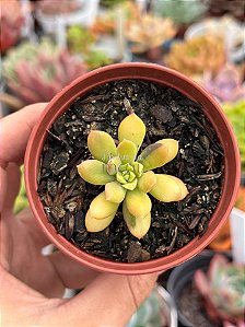 Echeveria mini belle áurea