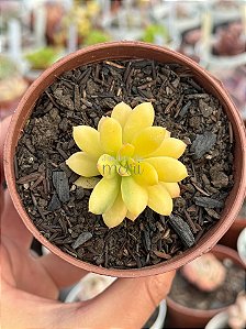 Echeveria mini belle áurea (sem raiz)