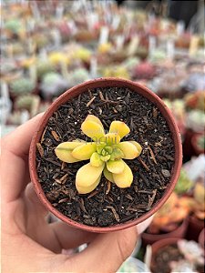 Echeveria mini belle áurea (sem raiz)