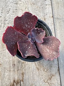Echeveria mustard
