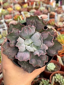 Echeveria linguas ( sem raiz)