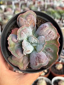 Echeveria linguas