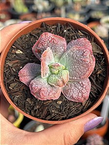 Echeveria linguas (sem raiz)