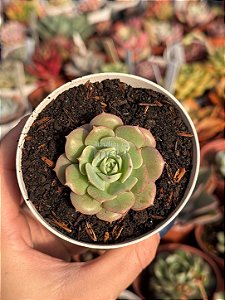 Echeveria gloria