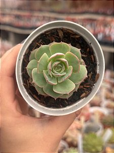 Echeveria gloria