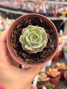 Echeveria gloria
