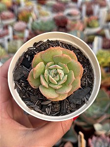 Echeveria gloria