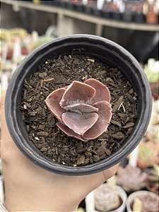 Echeveria red planet