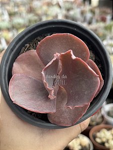 Echeveria red planet