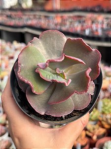 Echeveria capricorn