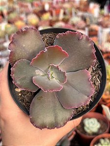 Echeveria capricorn M