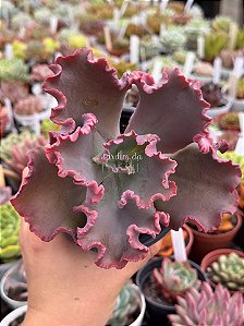 Echeveria capricorn M