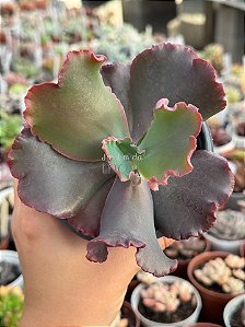 Echeveria capricorn M