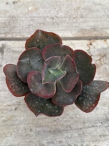 Echeveria cairo G (sem raiz)