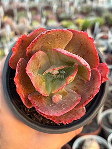 Echeveria timajon (sem raiz)