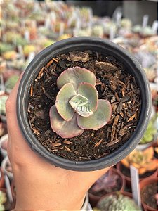 Echeveria híbrida Da Vinci code (sem raiz)