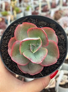 Echeveria híbrida Da Vinci code (sem raiz)