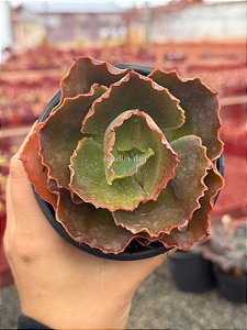 Echeveria war dancer