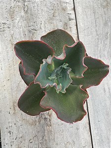 Echeveria war dancer (sem raiz)