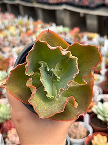 Echeveria war dancer