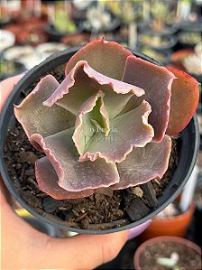 Echeveria UK