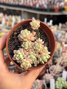 Echeveria aurora blue